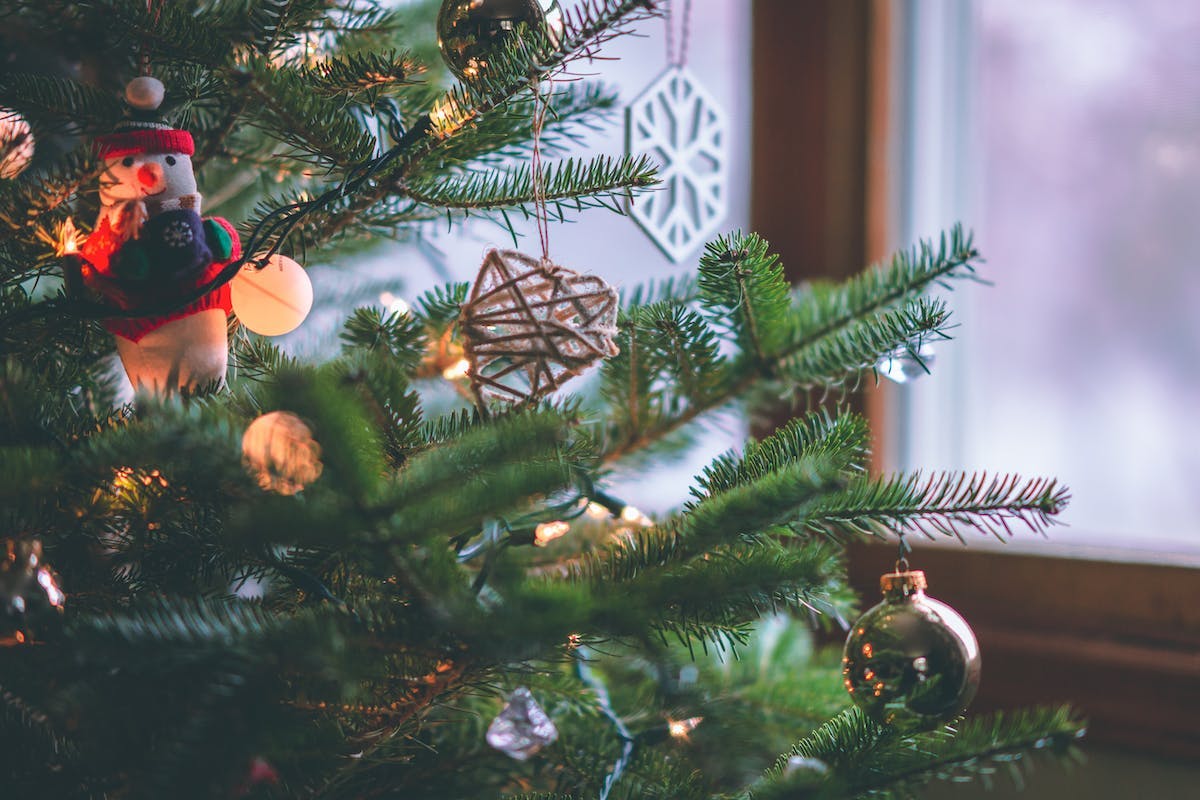 Quel est le sapin de Noël le plus écologique ? 🎄